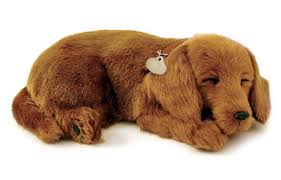 Posted in:Dachshund