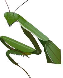 praying mantis clipart