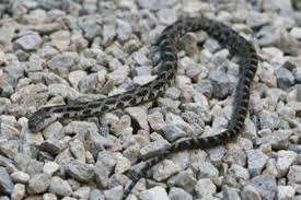 baby black snake pictures