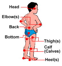 human body parts