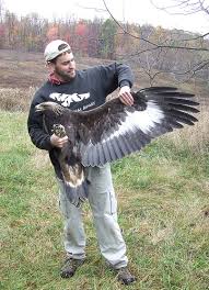 golden eagle breeding