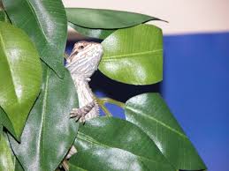 bearded dragon gallery