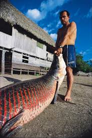 largest freshwater fish