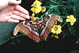 butterflies flowers pictures
