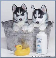 siberian husky sled dogs