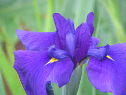 japanese iris pictures
