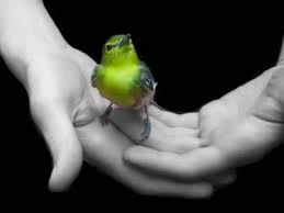 cute birds photos