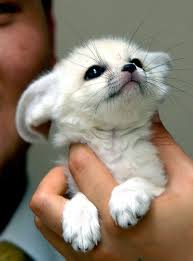 fennec foxes