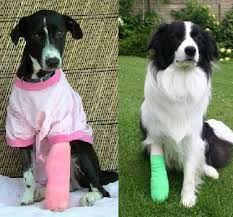 cute dogs