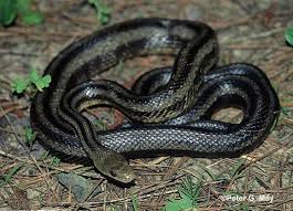 venomous black snake