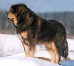 Tibetan Mastiff Growth Rates