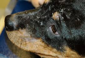 skin problems in dogs