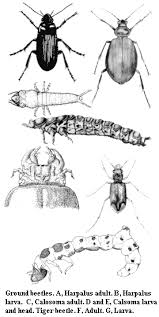 ground beetles images