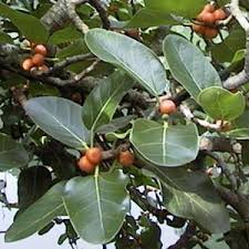 مكافحة الحشرات بالرياض البق والصراصير  Ficus-benghalensis