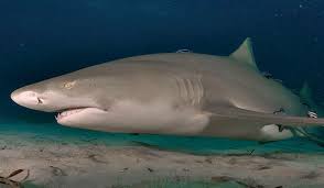lemon shark