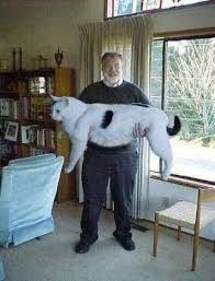 big cat pictures