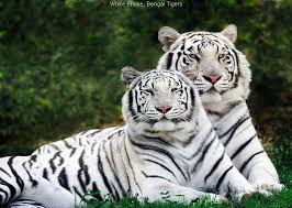 animals that symbolise strength