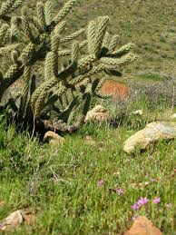desert ecosystem