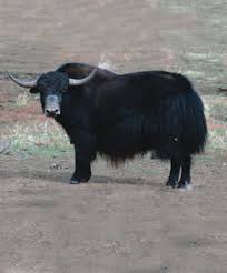 The yak is designed with large
