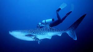 with juvenile whale shark