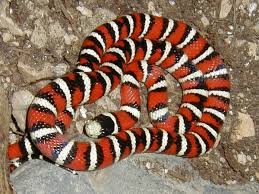 coral snake kingsnake