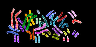 Chromosome Fusion Event