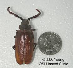 large beetles