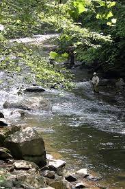 fly fishing trout
