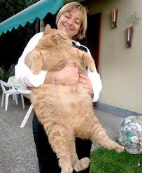 real cat pictures