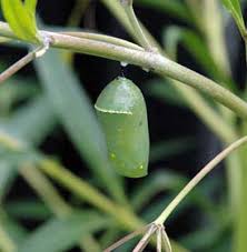 monarch butterfly chrysalis