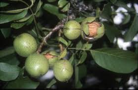 pictures walnut trees