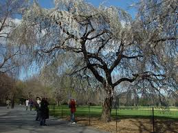 weeping higan cherry