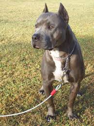 Pitbull 