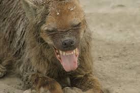 animals that symbolise strength