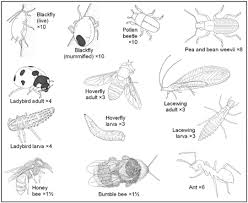 insect identification pictures