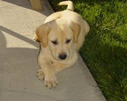 yellow lab puppy