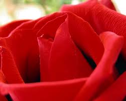 romantic greeting cards