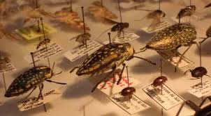 large beetles