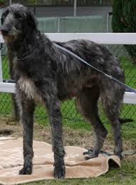 Scottish Deerhound puppies for