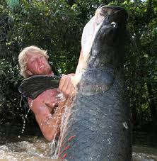 largest freshwater fish