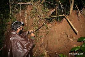 large snake pictures