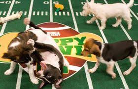 Animal Planets Puppy Bowl