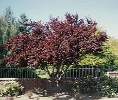 pictures plum trees