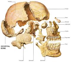 occipital bone skull