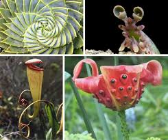 weird house plants