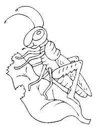 grasshopper coloring pictures