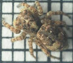brown jumping spiders