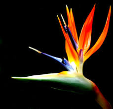 bird of paradise