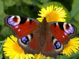 peacock butterflies