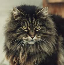 long hair cat breeds